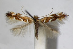 Phyllonorycter muelleriella