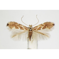 /filer/webapps/moths_gc/media/images/C/connexella_Phyllonorycter_A_ZSM_3.jpg