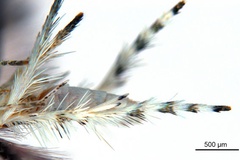 Cuphodes drypette