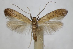 Sabulopteryx limosella