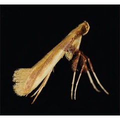 /filer/webapps/moths_gc/media/images/A/augeas_Caloptilia_A_Guiguet_2026_118.jpg
