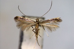 Phodoryctis caerulea