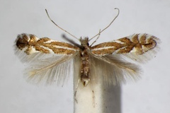 Phyllonorycter coryli