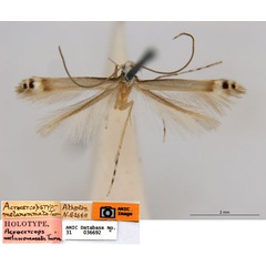/filer/webapps/moths_gc/media/images/M/melanommata_Melanocercops_ST_ANIC.jpg