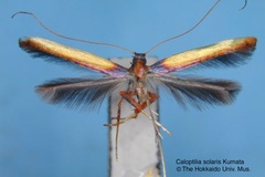Caloptilia solaris