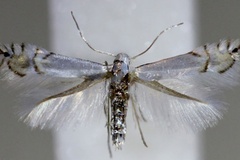 Phyllocnistis labyrinthella