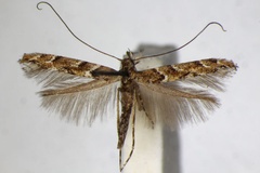 Acrocercops brongniardella