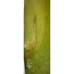 /filer/webapps/moths_gc/media/images/S/sinensis_Conopomorpha_larva_Siraj-etal_2026_175.jpg