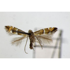 /filer/webapps/moths_gc/media/images/P/pseudolautella_Phyllonorycter_PT_ZSM_2.jpg