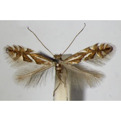 /filer/webapps/moths_gc/media/images/S/sorbi_Phyllonorycter_A_ZSM_5.jpg