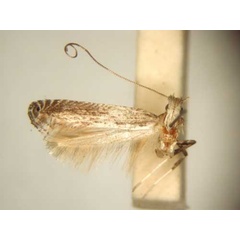 /filer/webapps/moths_gc/media/images/S/strigifera_Graphiocephala_HT_TMSA6089.jpg