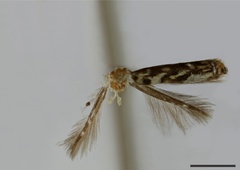 /filer/webapps/moths_gc/media/images/A/apicepunctella_Acrocercops_HT_1404567_BMNH.jpg