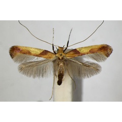 /filer/webapps/moths_gc/media/images/F/fribergensis_Caloptilia_A_ZSM_4.jpg