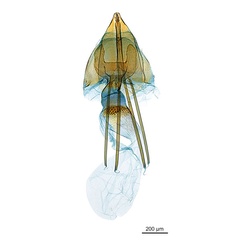 /filer/webapps/moths_gc/media/images/A/albistriatella_Epicephala_A3F_GF_ANIC.jpg