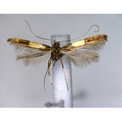 /filer/webapps/moths_gc/media/images/H/hidakensis_Caloptilia_A_EIHU.jpg