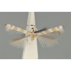 /filer/webapps/moths_gc/media/images/H/hedymopa_Acrocercops_ST_ANIC31-010806_dorsal.jpg
