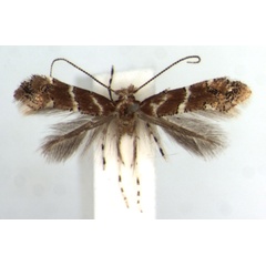 /filer/webapps/moths_gc/media/images/O/ocimellus_Phyllonorycter_HT_RMCA.jpg