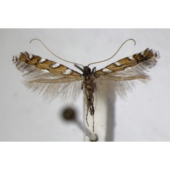 /filer/webapps/moths_gc/media/images/H/hofmanniella_Sauterina_A_ZSM_4.jpg