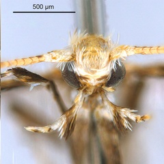 /filer/webapps/moths_gc/media/images/M/macaranga_Polydema_HT_head1_ANIC.jpg
