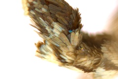 Diphtheroptila glochidia