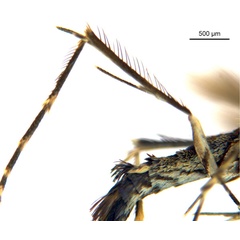 /filer/webapps/moths_gc/media/images/O/oxyloga_Diphtheroptila_AM_legs_NULT024939.jpg