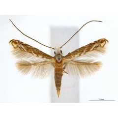 /filer/webapps/moths_gc/media/images/X/xerocarpa_Epicephala_PTF_ANIC.jpg
