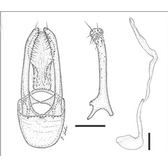 /filer/webapps/moths_gc/media/images/M/maxberryi_Phyllocnistis_PT_GM_USNM.jpg