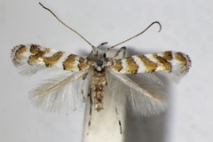 /filer/webapps/moths_gc/media/images/C/cupediella_Cupedia_A_ZSM_6.jpg