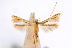 Cuphodes maculosa