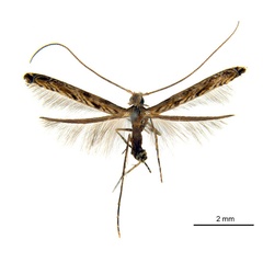/filer/webapps/moths_gc/media/images/G/glochidia_Diphtheroptila_HT_ANIC.jpg