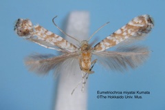 Eumetriochroa miyatai