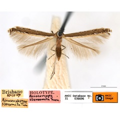 /filer/webapps/moths_gc/media/images/S/stereomita_Acrocercops_ST_ANIC.jpg