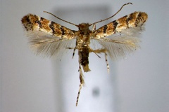 Neolithocolletis pentadesma