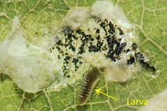 Chrysaster ostensackenella