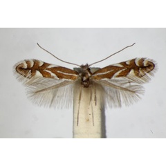 /filer/webapps/moths_gc/media/images/C/cerasicolella_Phyllonorycter_A_ZSM.jpg