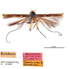 /filer/webapps/moths_gc/media/images/M/microta_HT_ANIC.jpg