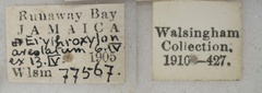 /filer/webapps/moths_gc/media/images/N/nesitis_Parectopa_A_1407680_Labels_BMNH.jpg
