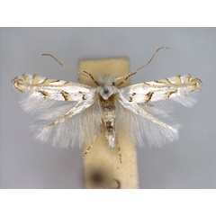 /filer/webapps/moths_gc/media/images/A/abrasella_Phyllonorycter_A_EIHU.jpg