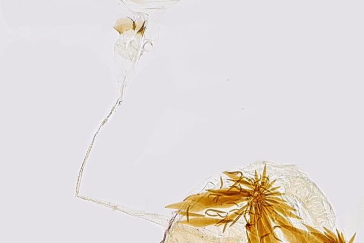 /filer/webapps/moths_gc/media/images/B/brongniardella_Acrocercops_GF_Hall.jpg