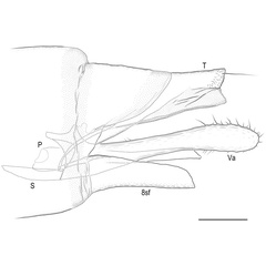 /filer/webapps/moths_gc/media/images/R/riparia_Cameraria_GM_EIHU_184.jpg