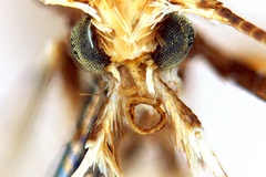 Diphtheroptila virosae