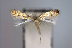 Phyllonorycter kamijoi