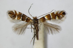 Phyllonorycter nicellii
