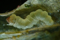 Cactivalva nebularia