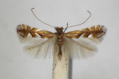 Phyllonorycter belotella