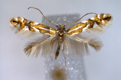 Phyllonorycter maestingella