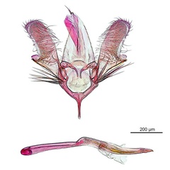 /filer/webapps/moths_gc/media/images/M/maculosa-Cuphodes_GM_ANIC-6267.jpg