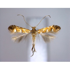 /filer/webapps/moths_gc/media/images/M/myricae_Phyllonorycter_PT_EIHU.jpg