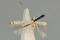 Cuphodes didymosticha