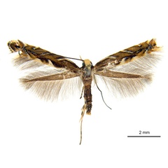 /filer/webapps/moths_gc/media/images/B/braidella_Parectopa_HT_ANIC.jpg